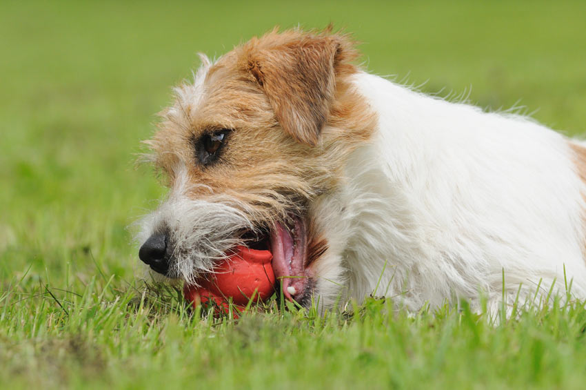 How to Create a Doggy Obstacle Course - Omlet Blog US