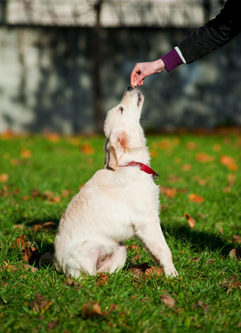 How to Create a Doggy Obstacle Course - Omlet Blog US