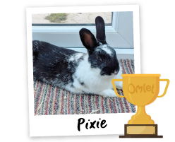 Pride of Omlet: Brave Bunnies - Omlet Blog UK
