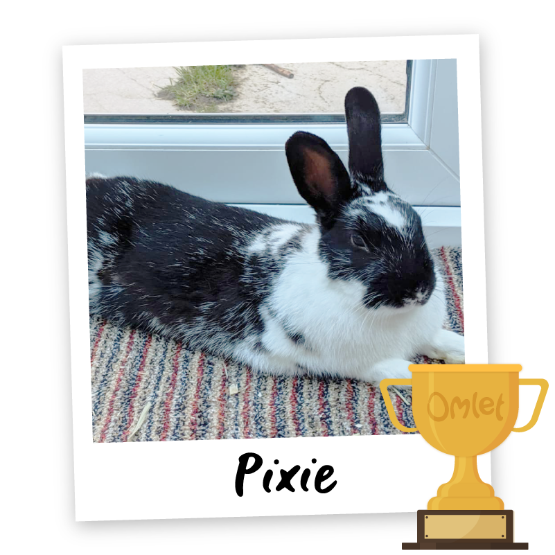Pride of Omlet: Ten Amazing Stories - Omlet Blog UK