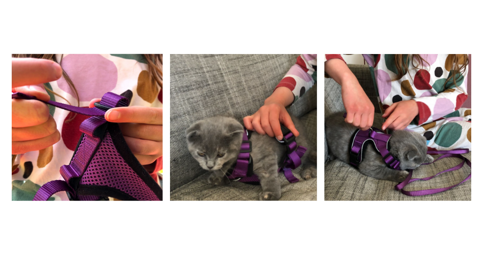 How To Train Your Cat To Walk on a Leash - Omlet Blog US