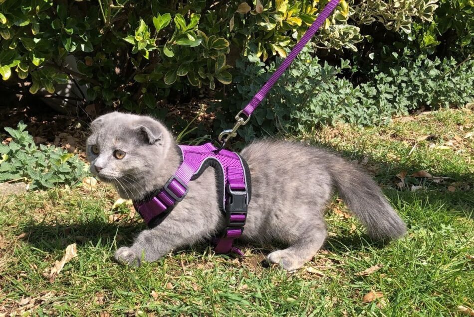 How To Train Your Cat To Walk on a Lead Omlet Blog UK