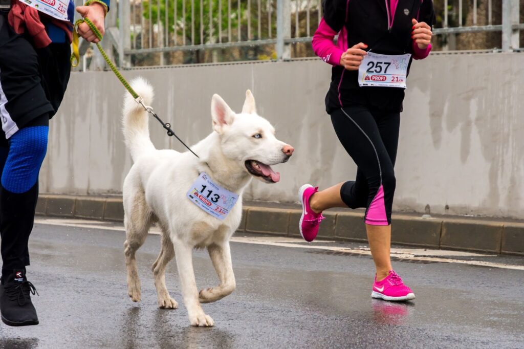 A dog jogging with its owner in a race