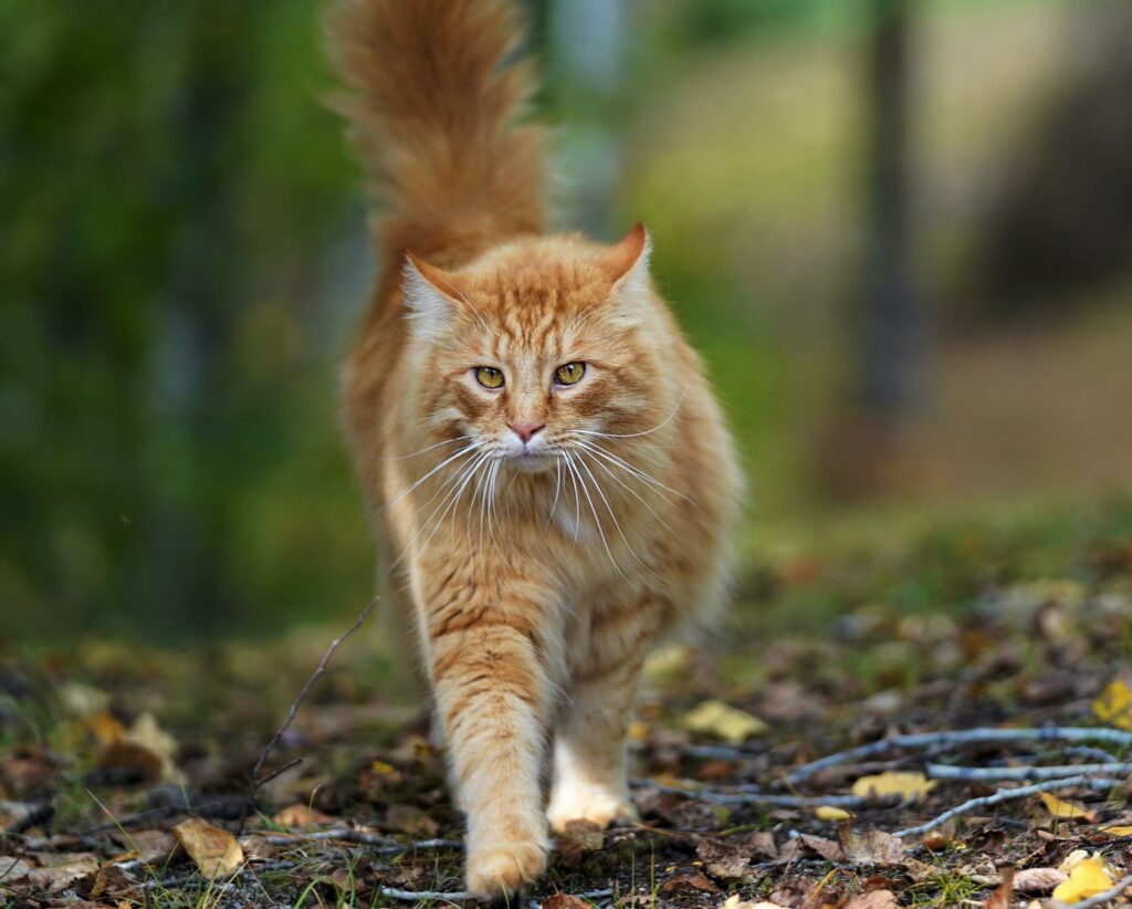 Do Cats Like Privacy When They Use The Litter Box Omlet Blog Uk