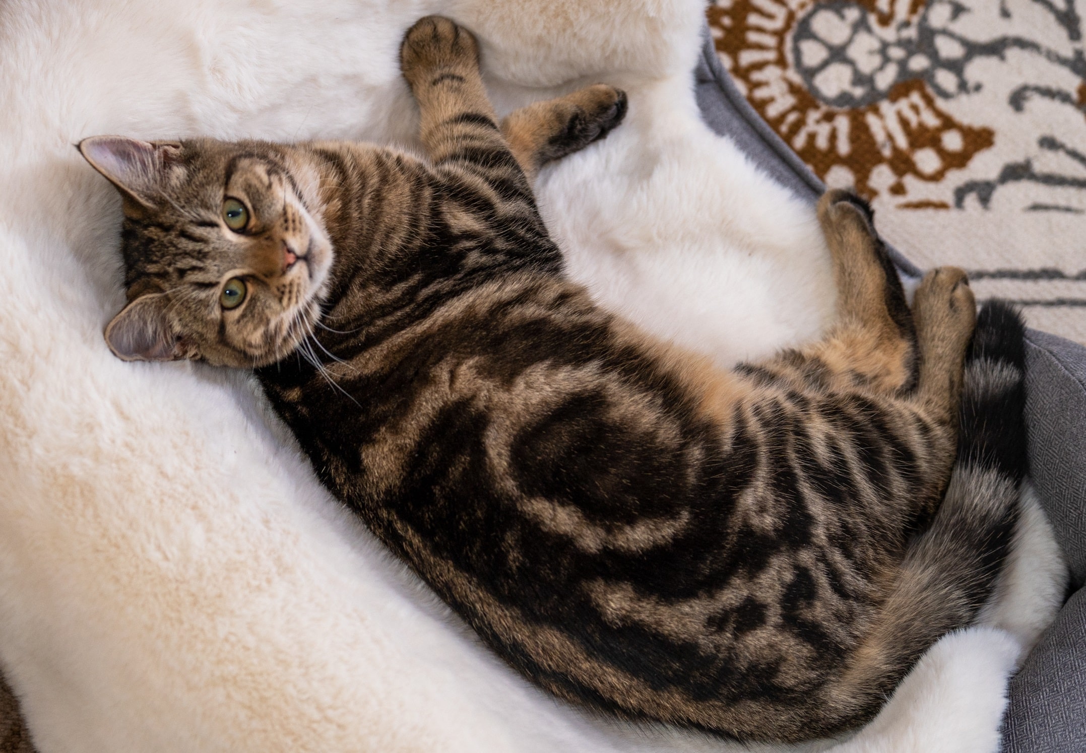 https://blog.omlet.co.uk/wp-content/uploads/sites/9/2021/06/Cat-lying-on-Omlet-Luxury-Faux-Sheepskin-Cat-Blanket-on-top-of-bed.jpg