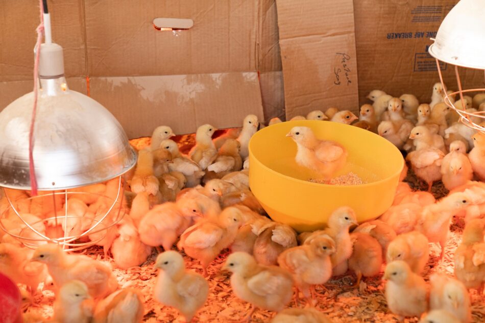 Chicks under heat lamp