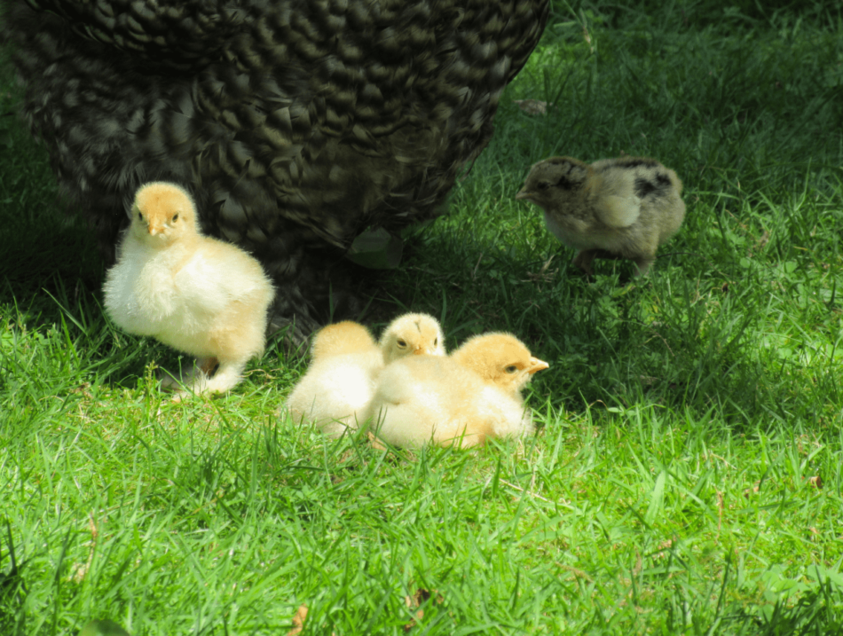 Mother hen with three chicks