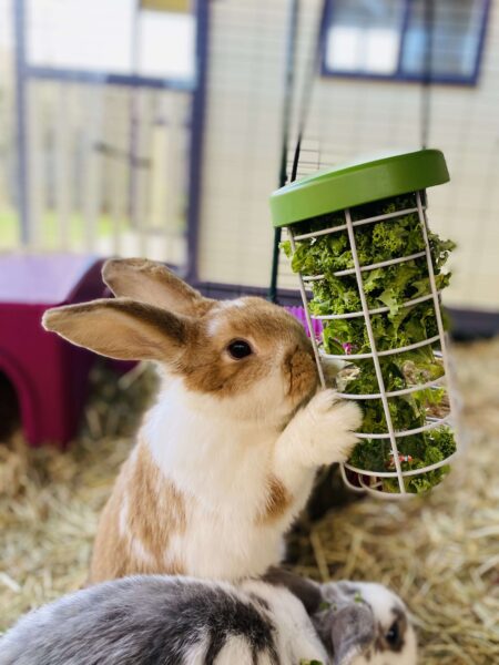 rabbit eating greens from caddi rabbit treat holder