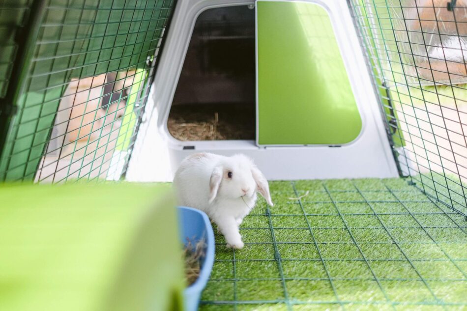 outdoor exercise area for pet rabbit