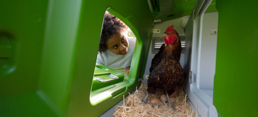Verzwakken Extreem Kaal Waarom leggen mijn kippen niet in hun nestkast? - Omlet Blog NL