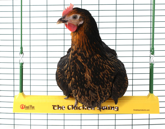 A chicken sat on the Omlet Chicken Swing