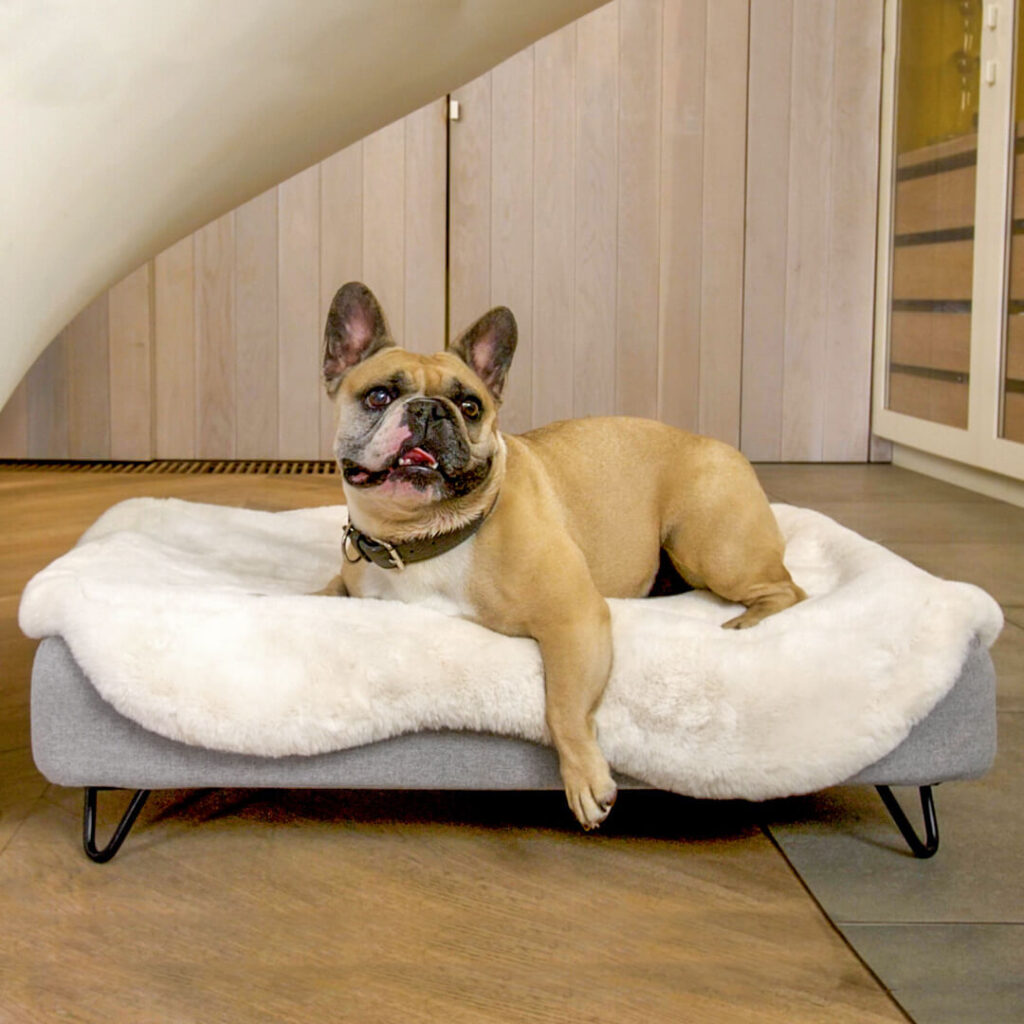 French Bulldog laying on a Topology Dog Bed 