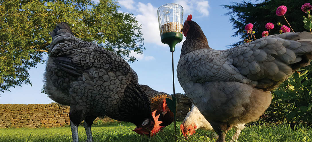 Two chickens pecking at Omlet Poppy and Pendant Peck Toys