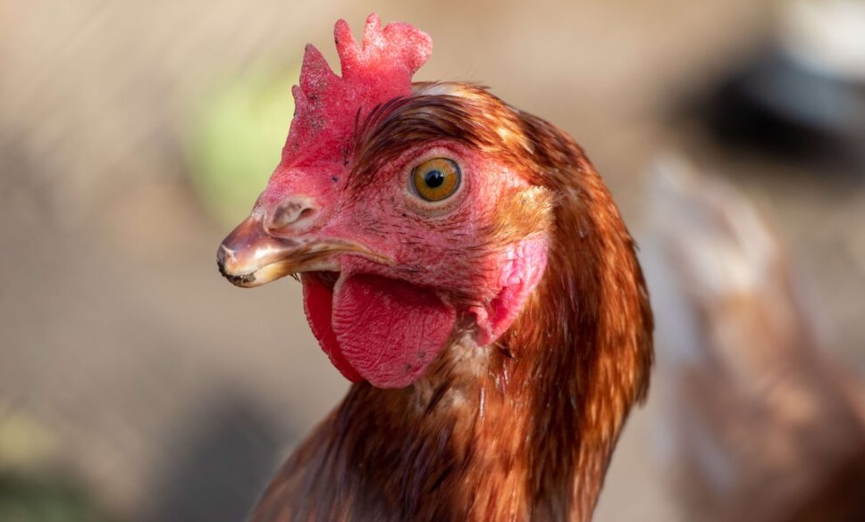 Een close up van een kippenoog