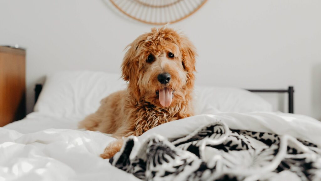 Photo of a shaggy dog laying on the bed