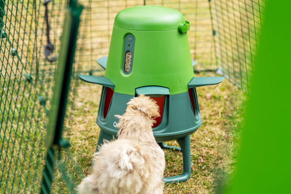 chicken eating from smart feeder