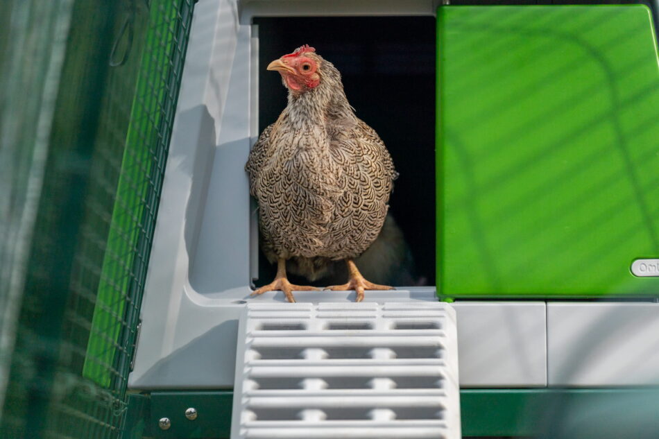 chicken standing in eglu pro doorway