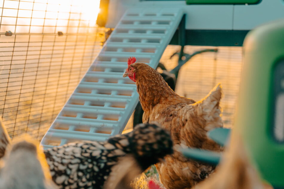 chickens standing in front of an eglu pro