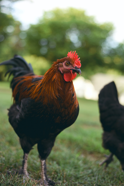 Brown black chicken outside