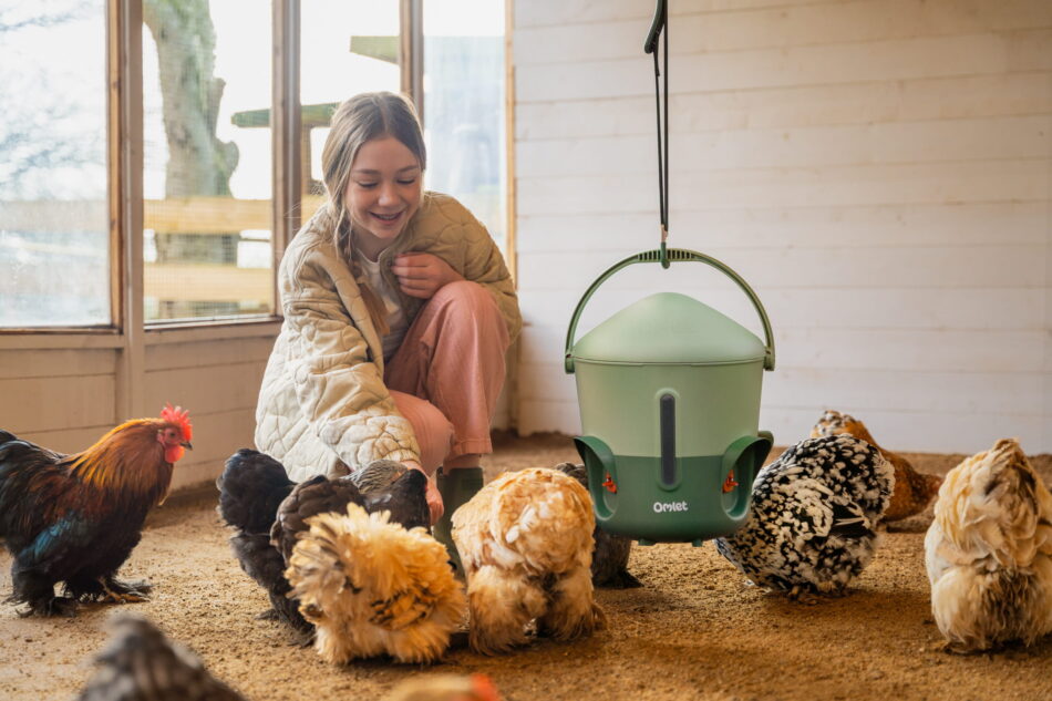 girl playing with chickens in a wooden chicken run
