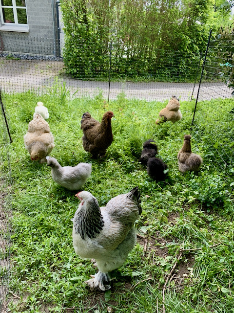 kippen die vrij rondscharrelen in de tuin
