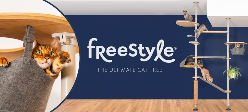 Freestyle set up and cat in a hammock on a cat tree