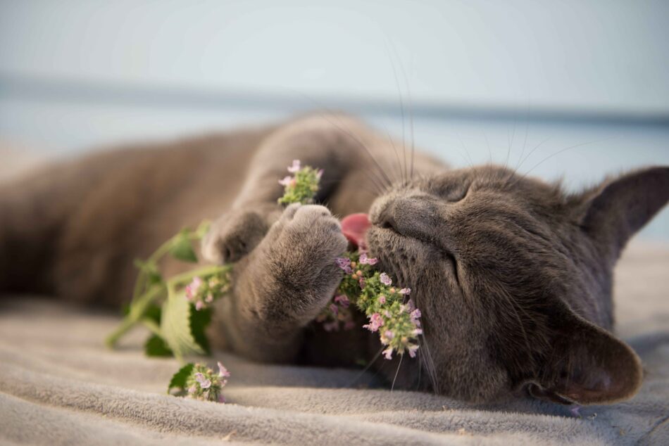 Grey cat lying down, enjoying catnip