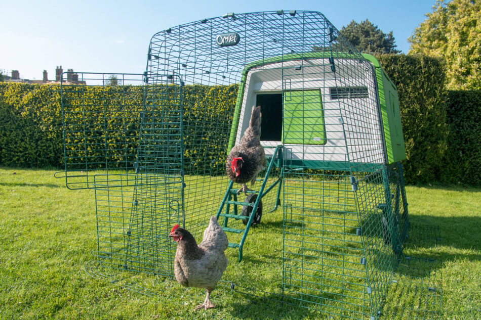 Hens walking down Eglu Cube Chicken Coop ladder