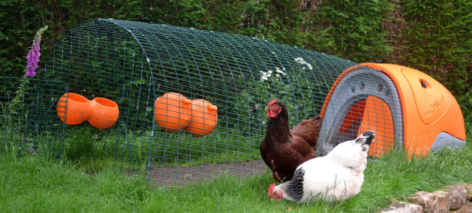 Two chickens outside with their Eglu Classic Chicken Coop