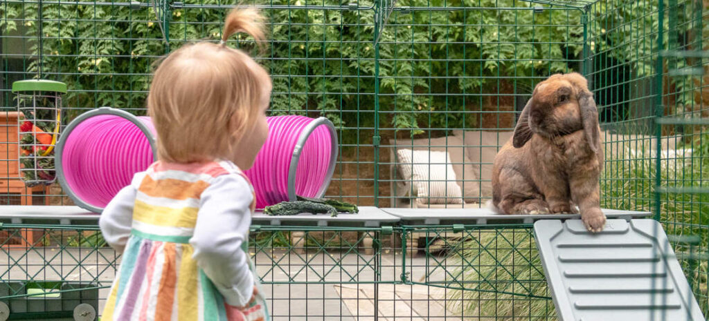 A small child and a brown rabbit looking at each other in a rabbit run