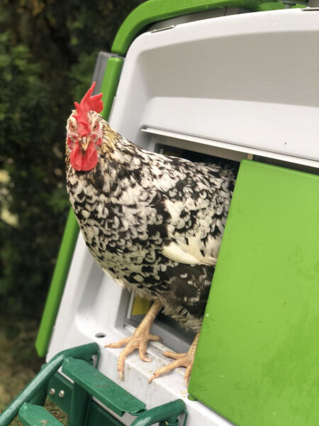 a chicken looking out of a green chicken coop