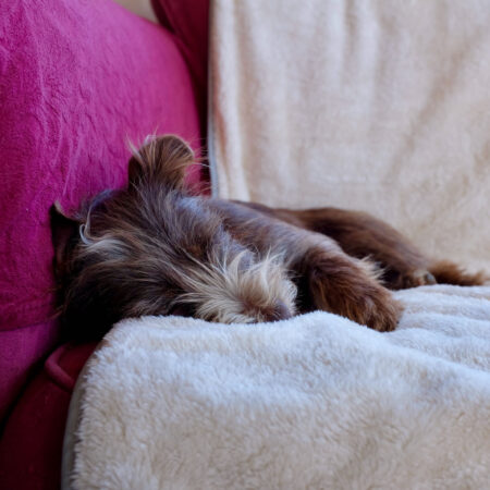 brown dog resting on a blanket on a red sofa