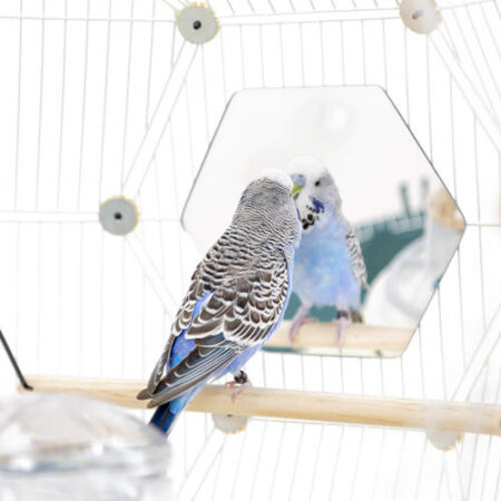 budgie looking into a hexagon mirror