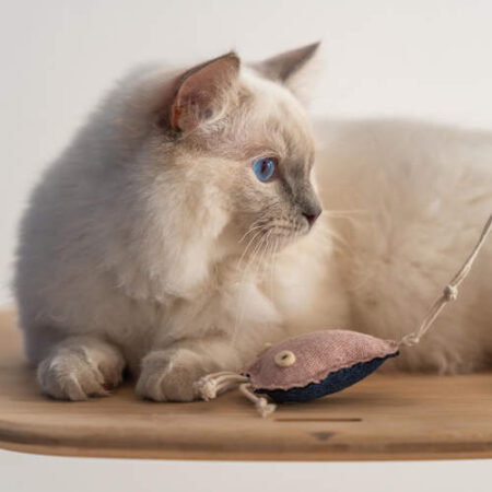 cat playing with a jellyfish toy