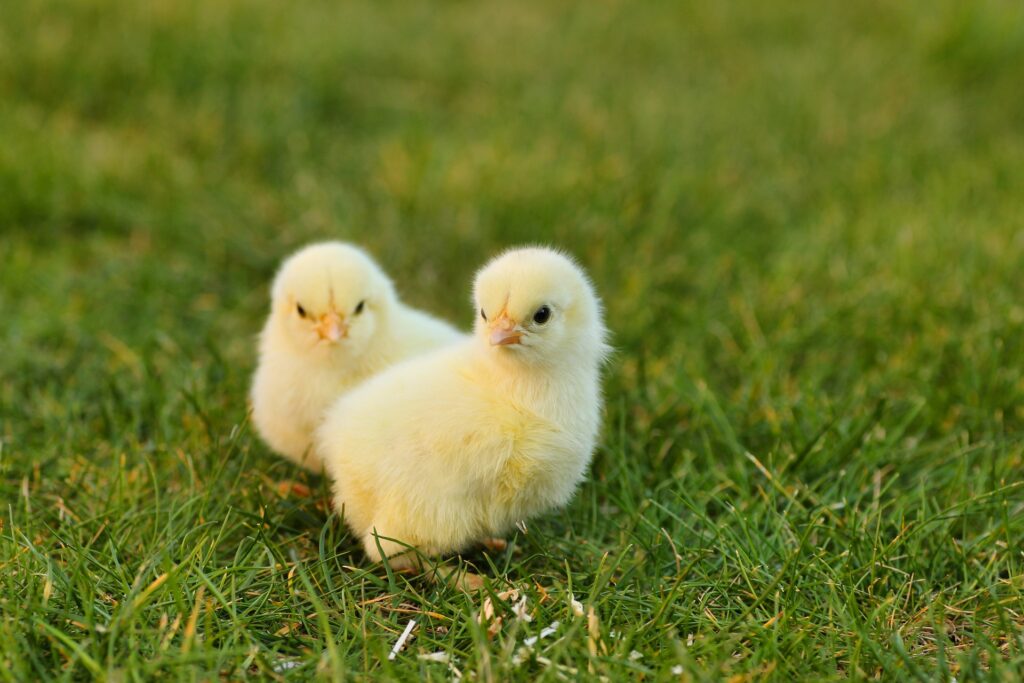 Two small chicks on the grass