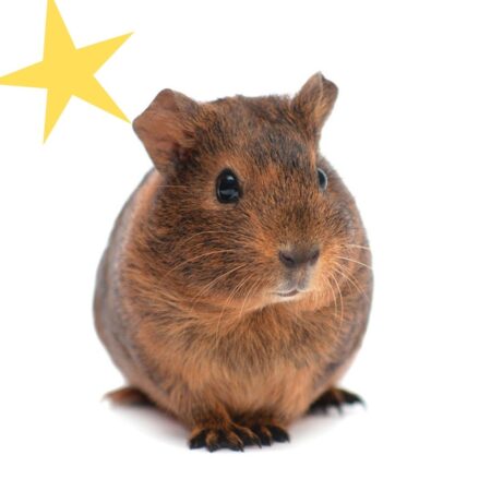 closeup of brown guinea pig