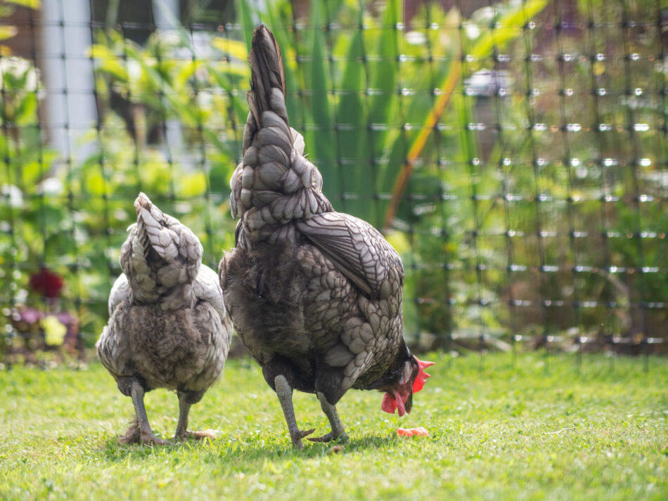 closeup of two grey chickens walking on the grass