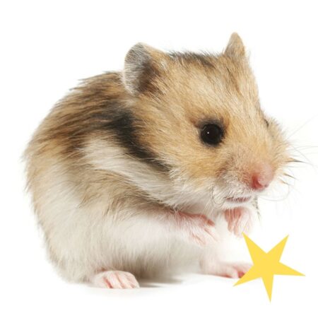 What's The Difference Between a Hamster and a Guinea Pig? - Omlet Blog US