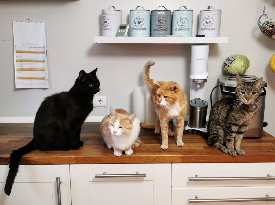 Four different types of cats on a kitchen countertop 