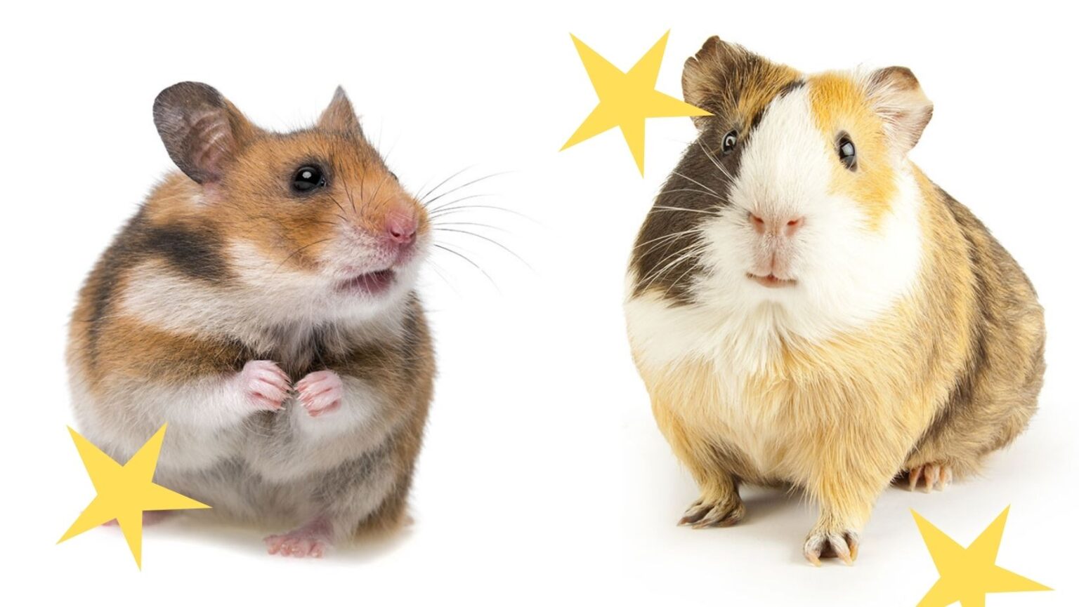 Whats The Difference Between A Hamster And A Guinea Pig Omlet Blog Uk
