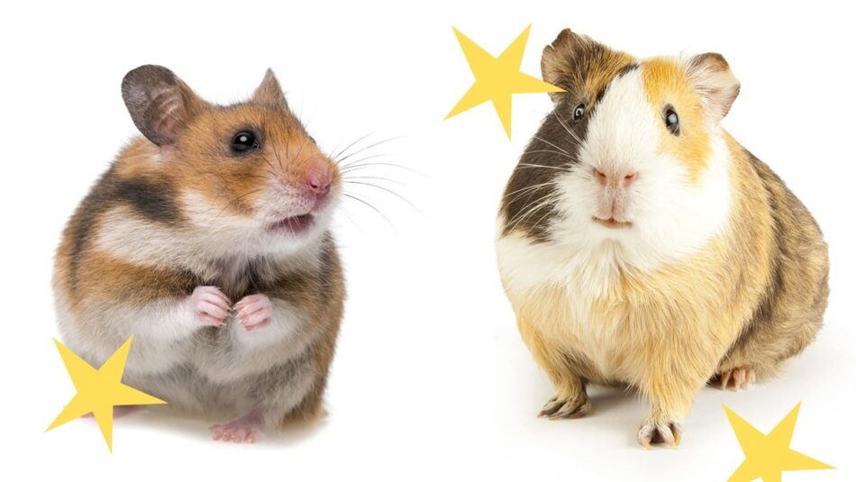 hamster en cavia naast elkaar met gele sterren