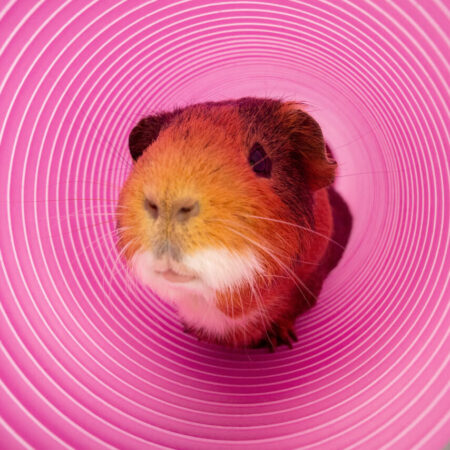 guinea pig looking out of a purple play tunnel