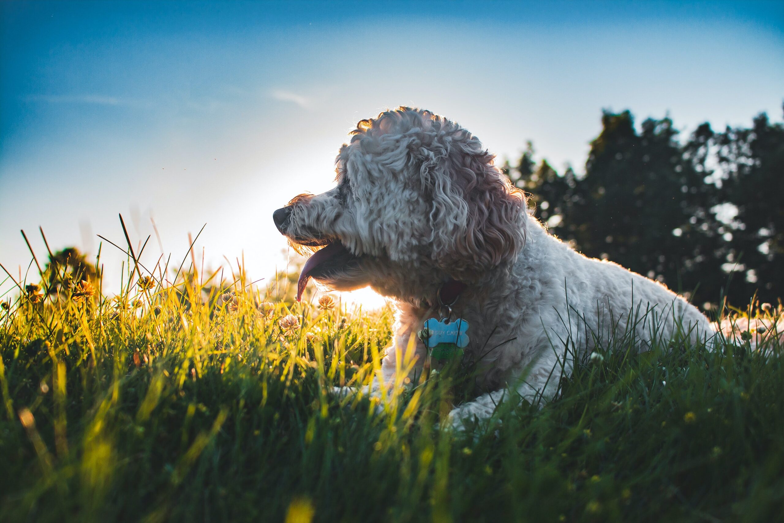 Cockapoo essentials 2024