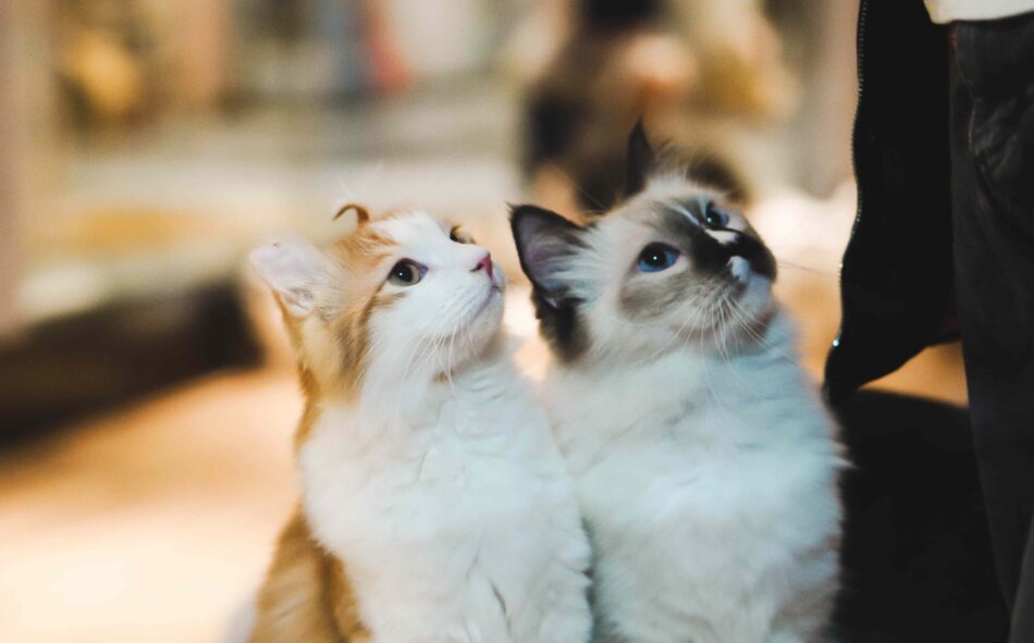 Two cats sat down, both looking up in the same direction 