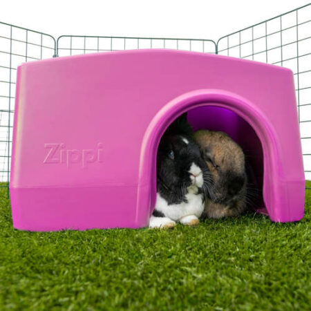 two rabbits hiding in a purple shelter on a run