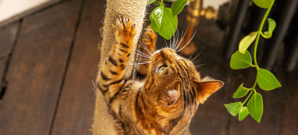 A Bengal cat looking up using the scratcher on the Omlet Freestyle cat tree