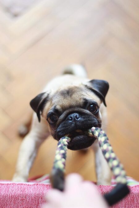 A Pug Playing Tug Of War Indoors