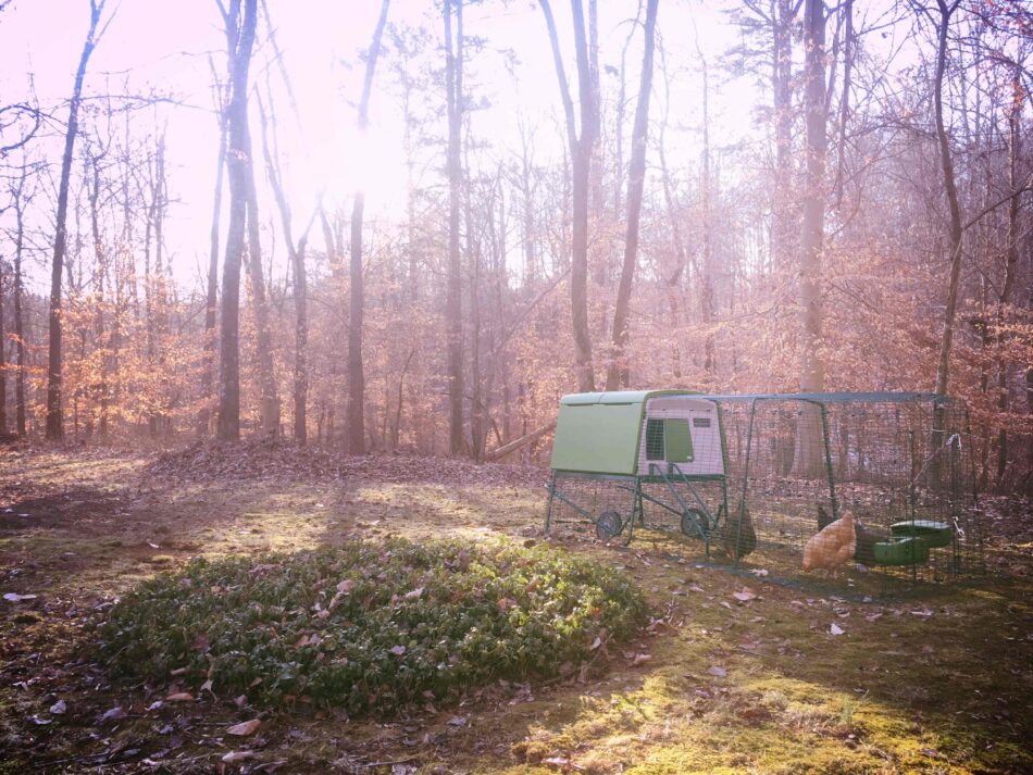 Chickens in an autumnal woods in their Eglu run