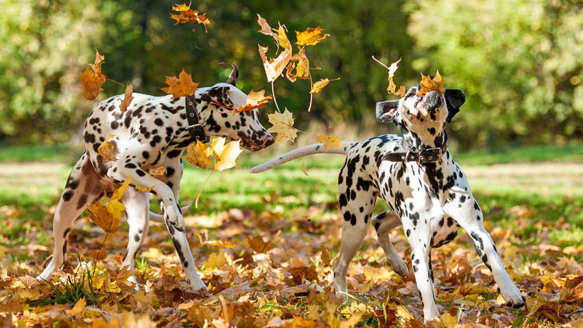 two dalmatians playing in the autumn leaves