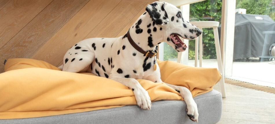 dalmatian on a beanbag topper on topology dog bed